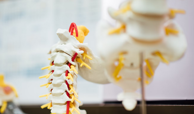 spine spine